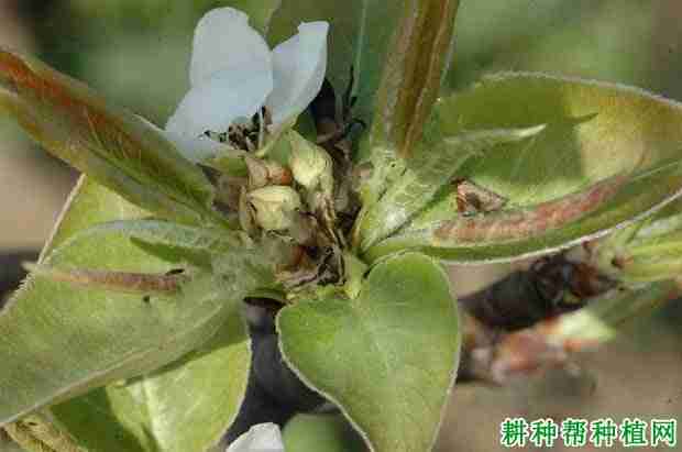 种植梨如何防治梨细菌性花腐病呢(种植梨如何防治梨细菌性花腐病害)